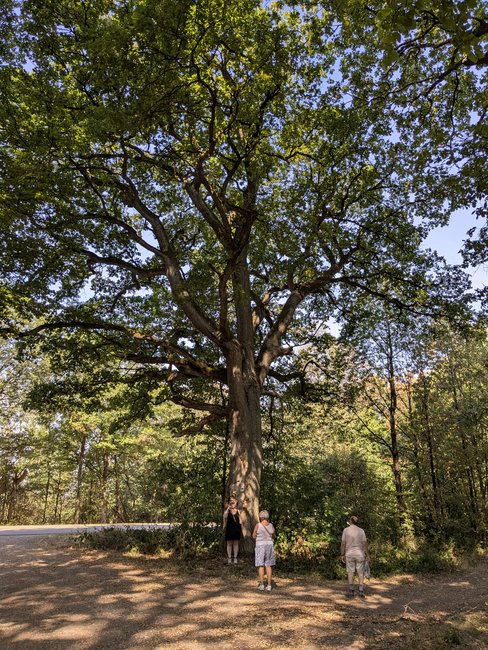 Een monumentale eik met wandelaars aan de voet, die klein afsteken tegen de boom.