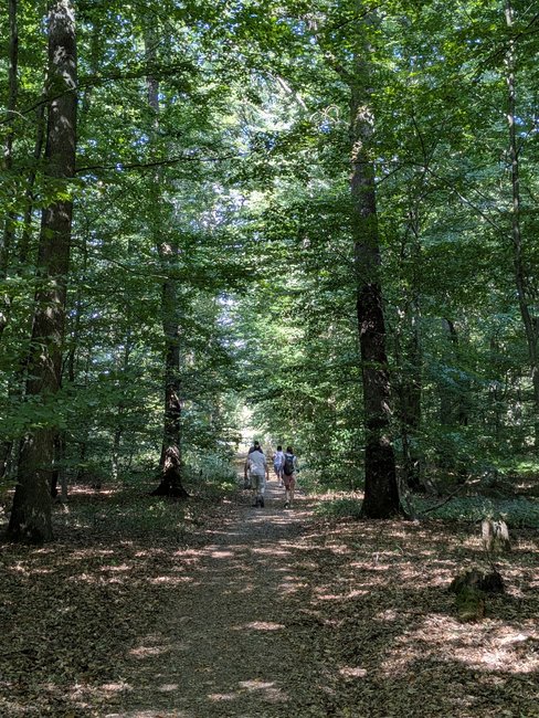 Wandelaars op een pad tussen grote loofbomen.